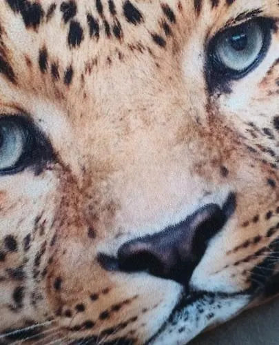 Dutch African Breeze Den Helder