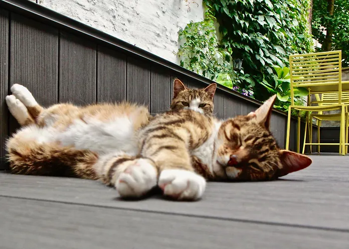 Rock Lobster City Lodge Antwerpen